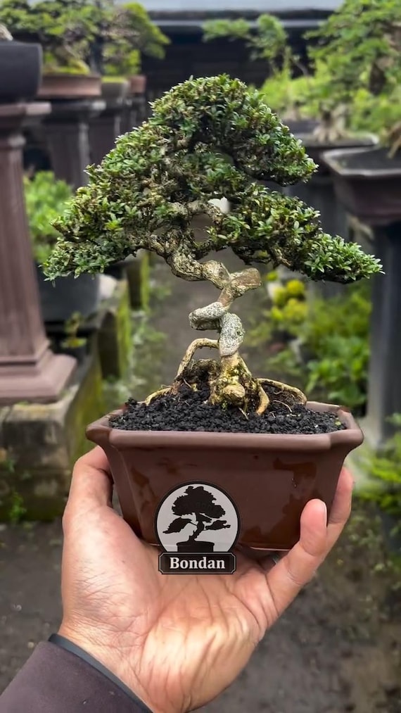 Lebender Bonsai Baum. Serissa Foetida. Kleine Gre SK019. - Ficus - Tiger  Brek - Fcherahorn - Etsy.de