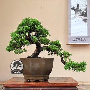 Levende bonsaiboom. Juniperus chinensis. Bonsaiboom. Middelgroot HRJ023. - Ficus - Tiger Brek - Japanse esdoorn