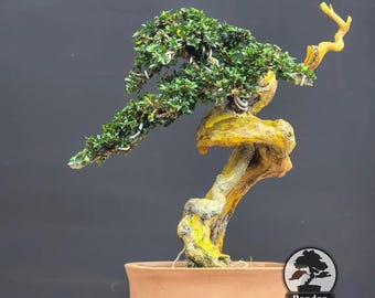 Live Bonsai Tree.Serissa Snowrose Tanuki. Small Size HRJ066. - Ficus - Tiger Brek - Japanese maple