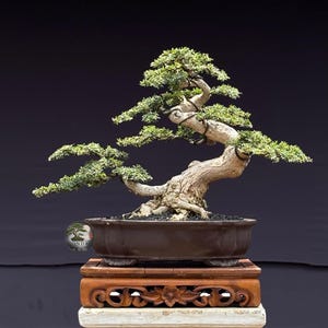 Medium Desmodium SP Bonsai Tree – Desmodium sp Live Plant – Tropical Indonesian Bonsai – Exotic Miniature Tree – Live Bonsai Plant