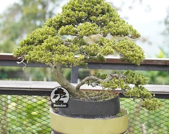 生命の木。盆栽セマラビャクシンブルーチャイネンシス - Etsy 日本