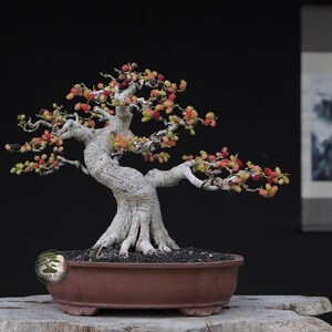 Puede incluir: Un bonsái con un tronco y ramas gruesos, texturizados y de color gris claro, plantado en una maceta de cerámica marrón, poco profunda y de forma ovalada. El árbol presenta pequeños y vibrantes racimos de bayas rojas, naranjas y amarillas.
