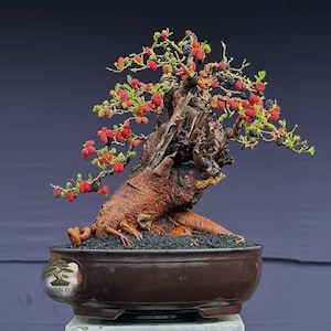 Peut inclure: Un bonsaï mûrier avec un tronc brun épais et texturé ainsi que des branches noueuses. L'arbre présente de petites feuilles vertes et de nombreuses baies mûrissantes dans des tons de rouge vif et de violet foncé, planté dans un pot rond en céramique brun foncé.