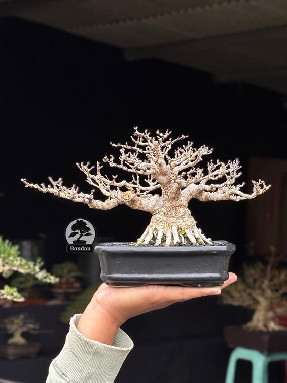 Live Bonsai Tree. Water jasmine. Wrightia religiosa. Bonsai Tree. Small  Size SK028. - Ficus - Tiger Brek - Japanese maple