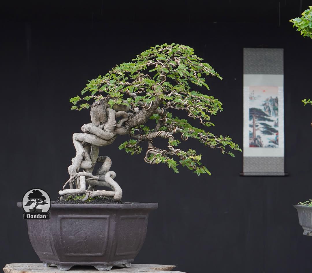 Tamarind bonsai tree - Etsy sterreich