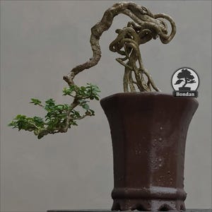 Live Bonsai Tree. Premna Micropyhlla. Medium Size RZ033. - Ficus - Tiger Brek - Japanese maple