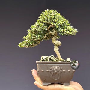 Peut inclure: Un petit bonsaï au feuillage vert dense et au tronc torsadé de couleur brun clair. L'arbre est planté dans un pot en céramique gris foncé rectangulaire, orné sur le devant d'un relief représentant une tête de lion tenant un anneau.