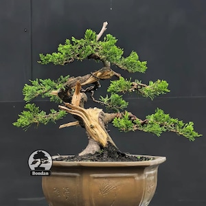 Puede incluir: Un bonsái con follaje verde vibrante y un tronco texturizado y envejecido. El árbol está plantado en una maceta de cerámica marrón con detalles grabados. La imagen está sobre un fondo gris oscuro.