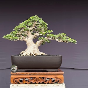 Small Premna Bonsai Tree – Premna Microphylla Live Plant – Tropical Indonesian Bonsai – Miniature Tree – Exotic Bonsai Plant