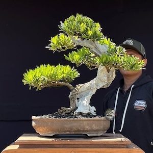 Op de afbeelding: Een bonsaiboom met een dikke, lichtgekleurde, getextureerde stam en levendig groen blad in duidelijke lagen. De boom staat in een ondiepe, ovale, aardekleurige keramische pot die een verweerd uiterlijk vertoont.