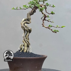 Live Bonsai Tree. Premna Micropylla. Bonsai Tree. Small Size RZ036. - Ficus - Tiger Brek - Japanese maple