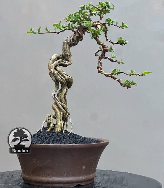 ywe drzewko bonsai. Premna Micropylla. Drzewko bonsai. May rozmiar RZ036.  - Ficus - Tiger Brek - Klon japoski - Etsy Polska