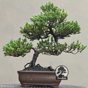 May include: A bonsai tree with bright green leaves and a dark, textured trunk. The tree is planted in a brown, rectangular pot. The image includes a logo with the word "Bondan".