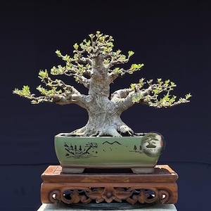 May include: A bonsai tree with a thick, textured, light grey trunk and spreading branches featuring small, bright green leaves. The tree is planted in a rectangular, light green ceramic pot decorated with black landscape illustrations.