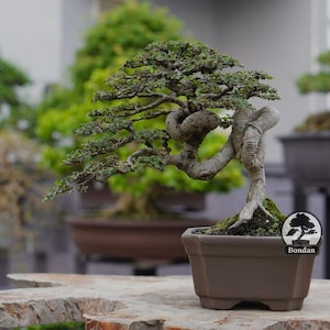 Bonsai vivo. Olmo cinese. Piccola taglia RZ046. - Ficus - Tiger Brek - Acero giapponese