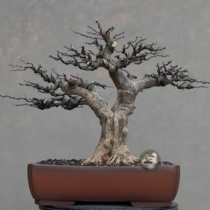 Live Bonsai Tree. Water jasmine. Wrightia religiosa. MediumSize SK. - Ficus - Tiger Brek - Japanese maple