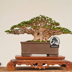 Live Bonsai Tree. Premna Micropyhlla. Small Size HRJ060. - Ficus - Tiger Brek - Japanese maple