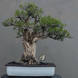 Levende bonsaiboom. Buxusbuxus Harland. Boxus.  Middelgroot HJ. - Ficus - Tiger Brek - Japanse esdoorn