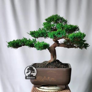 Medium Cupressus Gigantea Bonsai Tree – Cypress Live Plant – Evergreen Conifer Bonsai – Exotic Large Bonsai – Outdoor Miniature Tree