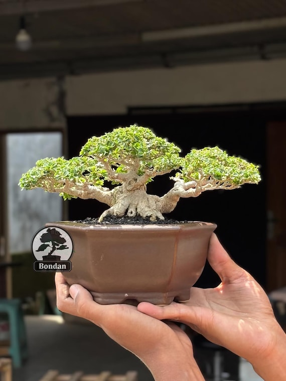 ywe drzewko Bonsai. Premna Micropylla. Drzewo Bonsai. May rozmiar SK027.  - Ficus - Tiger Brek - klon japoski - Etsy Polska