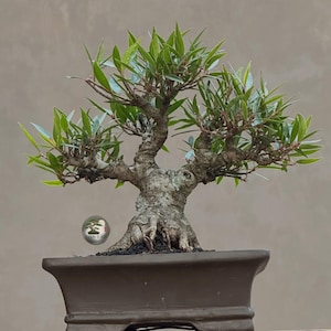 Pode incluir: Um bonsai com um tronco grosso, texturizado e castanho-claro, com múltiplos ramos que se estendem para fora, coberto por pequenas folhas verdes pontiagudas. A árvore está plantada num vaso retangular de cerâmica castanho-escura.