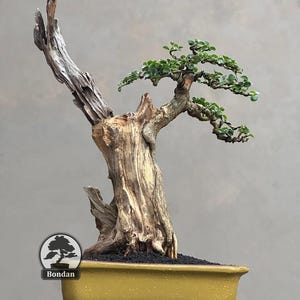 Levende bonsaiboom. Maclura-cochinchinensis. Bonsaiboom. Klein formaat SK001. - Ficus - Tiger Brek - Japanse esdoorn