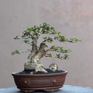 Puede incluir: Un bonsái con un tronco grueso, texturizado y de color marrón claro, con múltiples ramas envueltas en alambre metálico fino. El árbol tiene hojas pequeñas de color verde y está plantado en tierra oscura y gruesa en una maceta ovalada de cerámica.