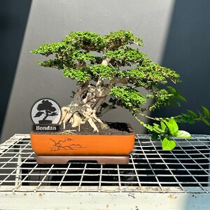 May include: A bonsai tree with vibrant green leaves and a textured trunk is planted in an orange rectangular pot. The pot sits on a white wire shelf. The pot has a decorative design and a label that says "Bondan".