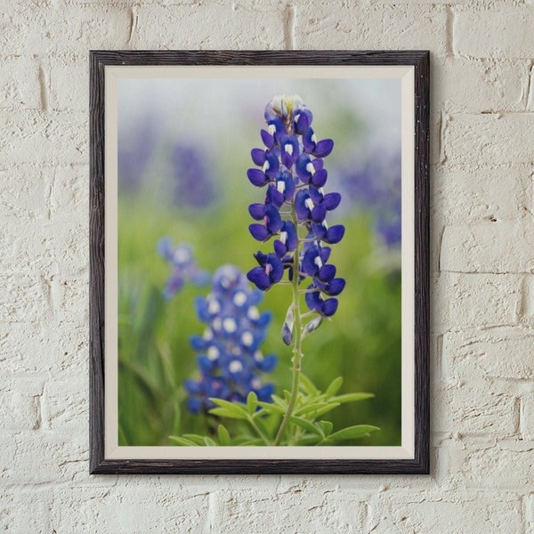 Bluebonnet Photo, Texas Home Decor, Wildflower, Botanical, Floral Wall Art, Nature Wall Art, Aesthetic Wall Art, Digital Download gift,