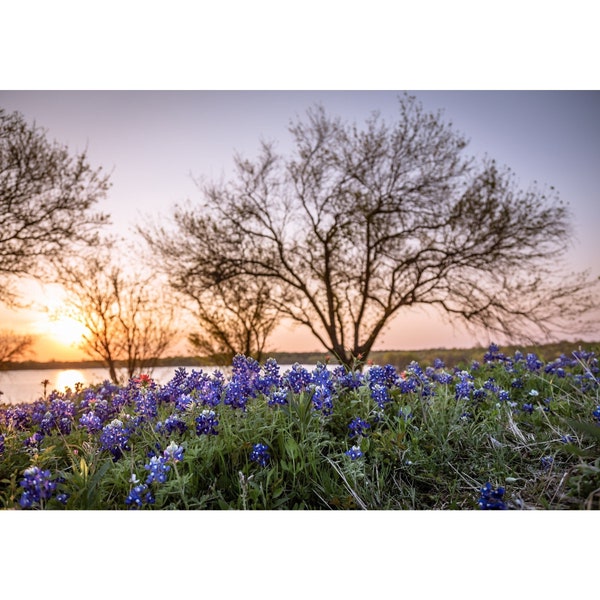 Bluebonnet Sunset Photo, Texas Home Decor, Wildflower, Botanical, Floral Wall Art, Nature Wall Art, Digital Download Gift