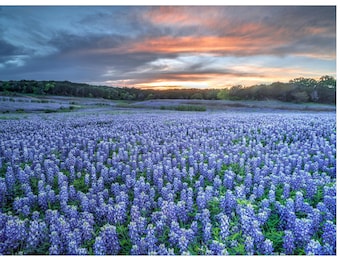 Texas Bluebonnet Sunset Photo | Wildflower Landscape Art (Digital Download)
