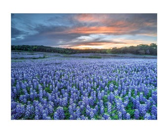 Texas-Lupinen-Foto im Sonnenuntergang | Wildblumenlandschaft (Digitaler Download)