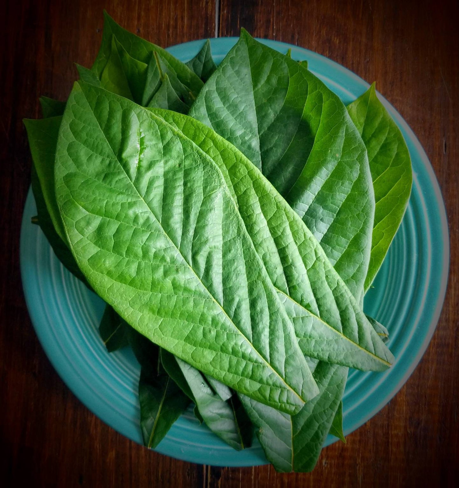 Organic Loose PawPaw Leaf Tea Asimina triloba Etsy