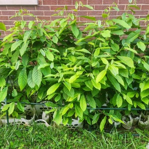 North American Paw-Paw Trees (Asimina Triloba)