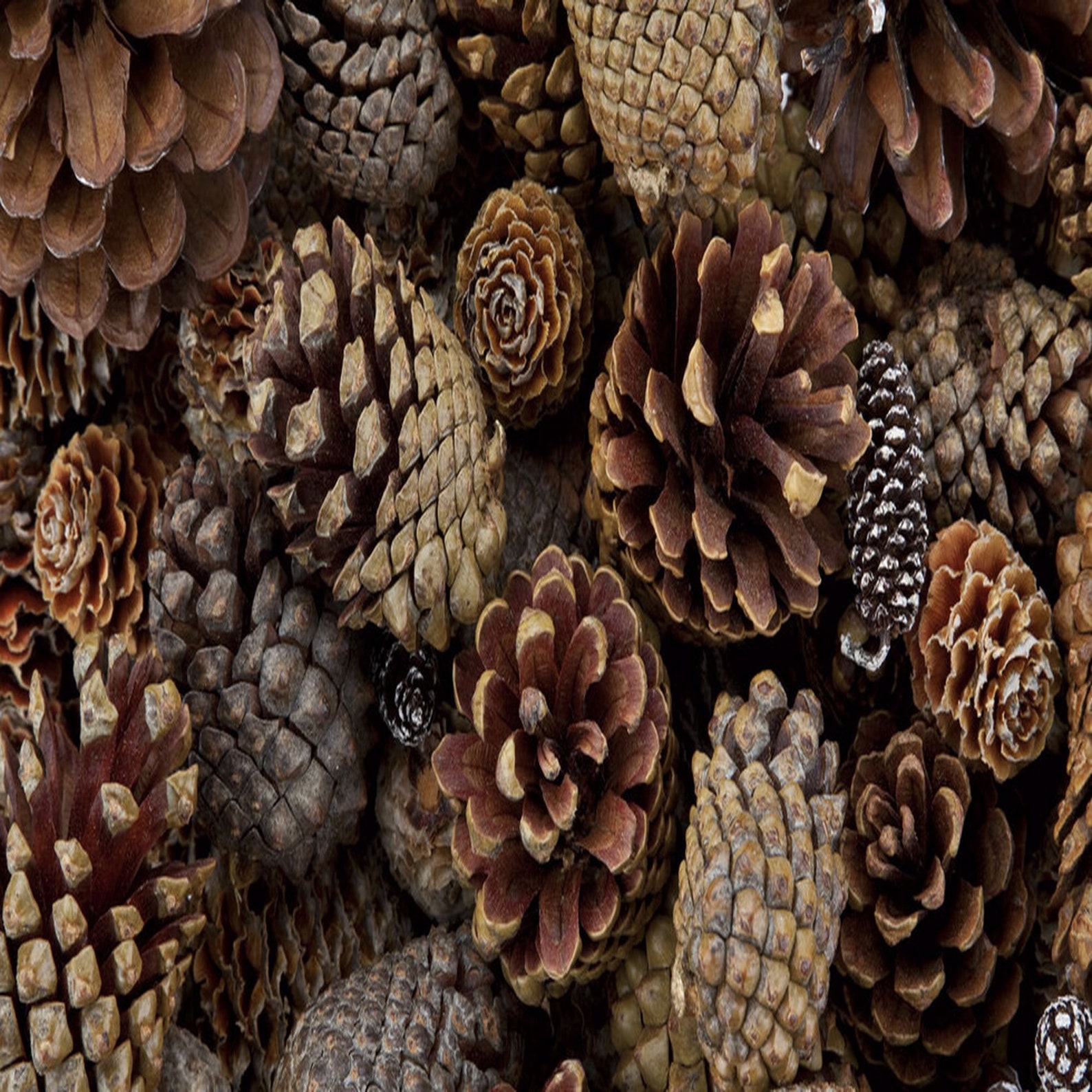 Dried Pine Cones 35сm /Pine Cones for Decoration/Dried Pine Etsy