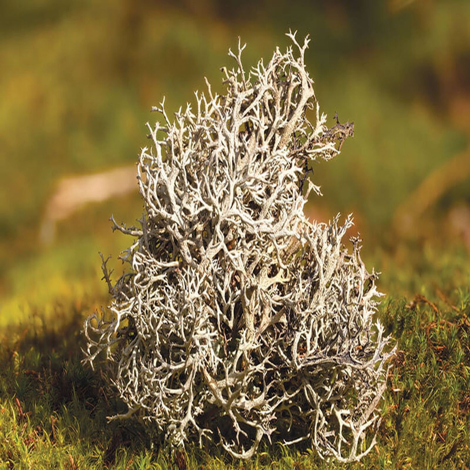 Oakmoss Herb Oakmoss Oak Moss Evernia prunastri Wild Etsy