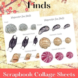Shells Digital Collage Sheet Digital Download Digital Sea Shells and Beach Finds Collage Sheets, Journal and Scrapbook Ephemera Watercolor