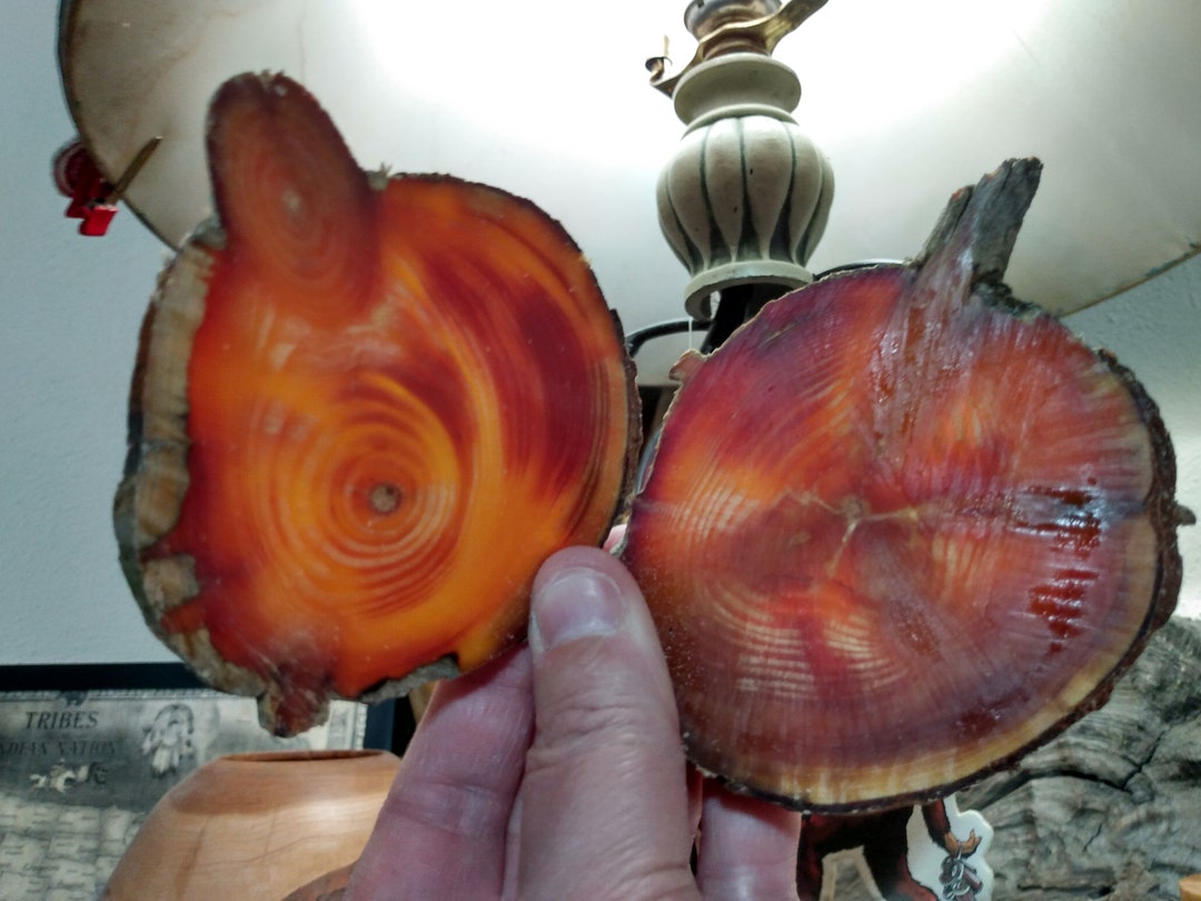 2 Fatwood Chips Pine Knot Rounds Etsy