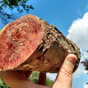 Grote tak van vethout voor aanmaakhout ~ hoog octaangehalte rood grenen MI goud harsachtig grenen vetaanmaakmiddel grote tak