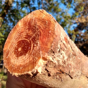Madera de pino rojo / Rama maciza única / Para iniciar fuego o artesanía en madera