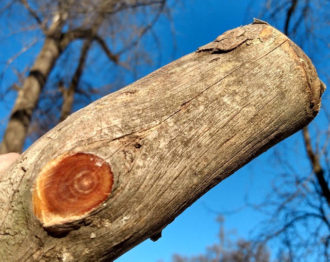 High Octane Fatwood Branch With Knots For Wood Craft Or Fire Making Etsy