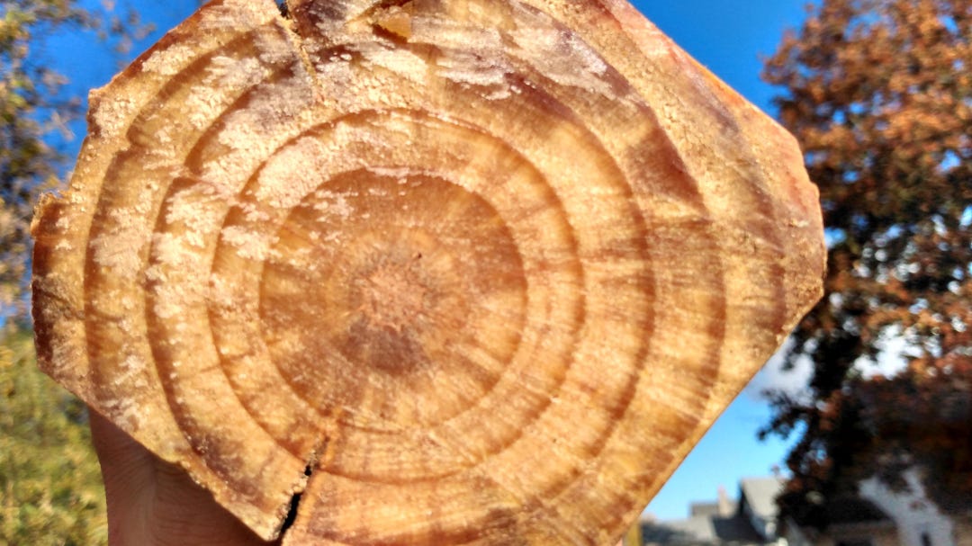 Austrian Pine Fatwood Log For Fire Starter Etsy