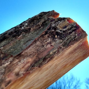 Rama de pino rojo: iniciador de fuego natural para acampar