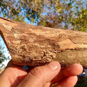 Madera de pino rojo / Rama maciza única / Para iniciar fuego o artesanía en madera