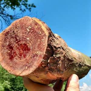 Grote tak van vethout voor aanmaakhout ~ hoog octaangehalte rood grenen MI goud harsachtig grenen vetaanmaakmiddel grote tak