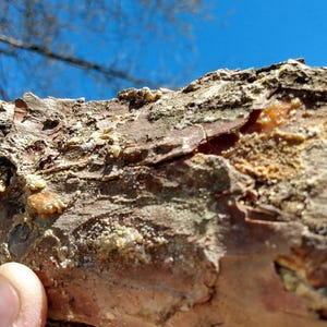 Big Sticky Fatwood Branch with bark for fire starter or wood craft High Octane Red Pine from West Michigan