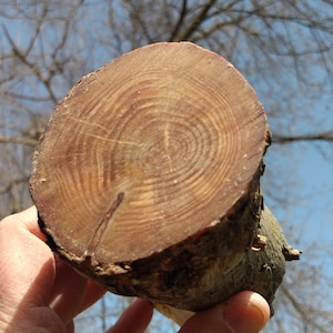 Rama de pino rojo: iniciador de fuego natural, suministros para artesanías de madera