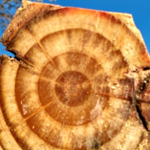 Tronco de fatwood austriaco (para encender fuego)