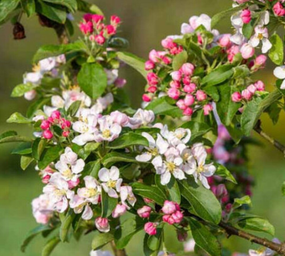 Zumi Crabapple Tree Live Plant 12' Tall Lot of 10 Etsy
