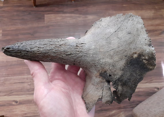 Bison Half Skull Cap Historic | Etsy